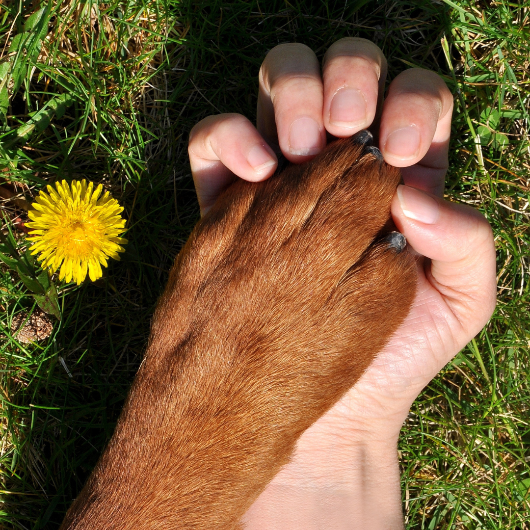 Kings Honey Paw & Nose Balm